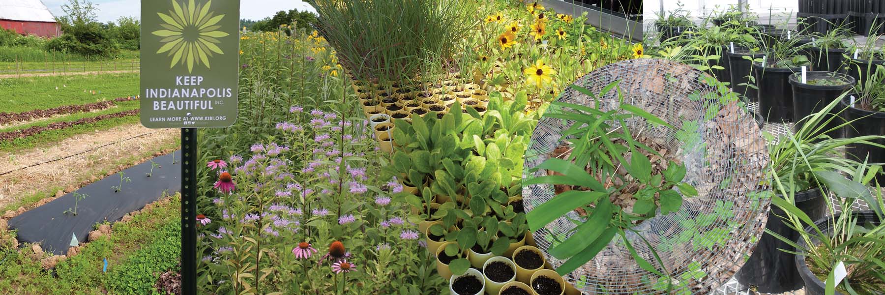 A collage of photos—including a field with a row of tomatoes and numerous mulched rows, a prairie planting with colorful blooms and a sign that reads 'Project by Keep Indianapolis Beautiful,' invasive plants being grown in black plastic pots in a greenhouse, and yellow cups with a variety of native plants also being grown in a greenhouse.